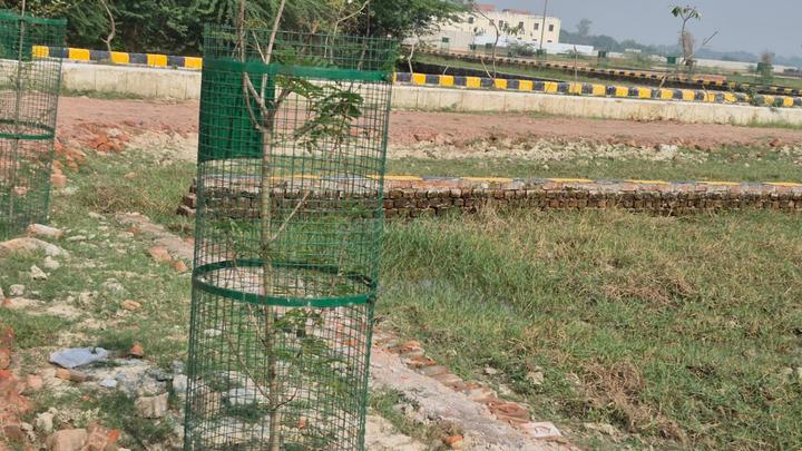 Anora Kala Main Image 1