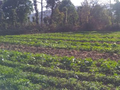 Residential Plot