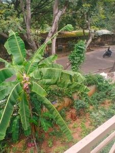 Balcony Image of 1700 Sq.ft 4 BHK Builder Floor for rent in RMV Extension Stage 2 Bengaluru for Rs. 50000