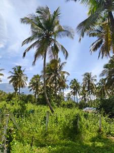 Image of 4028 Sq.ft Residential Plot / Land for sale in Vandithavalam, Palakkad for Rs. 2035000