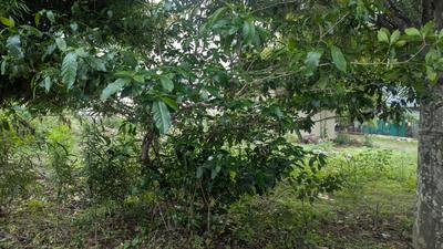 Image of 1500 Sq.ft Residential Plot / Land for sale in Nipania, Indore for Rs. 13500000