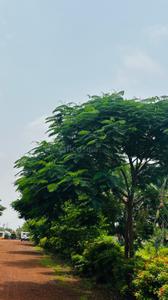 Image of 6000 Sq.ft Residential Plot / Land for sale in Paridhi Nidhivan Farm, Tatibandh, Raipur for Rs. 2850000