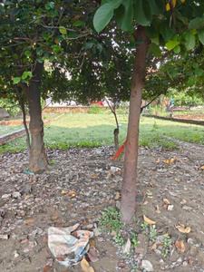 Image of 1000 Sq.ft Residential Plot / Land for sale in Kandwa, Varanasi for Rs. 4800000