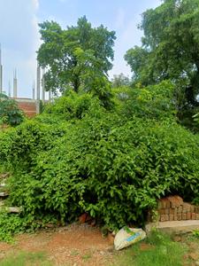 Image of 1200 Sq.ft 4 BHK Independent House for sale in Salarpur, Varanasi for Rs. 6000000