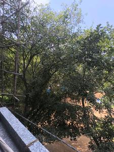Bedroom Three Image of 3150 Sq.ft 5 BHK Apartment / Flat for sale in Talaghattapura Bengaluru for Rs. 29000070