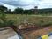 TJ LUXURY VILLA PLOTS FOR SALE Plot View 2