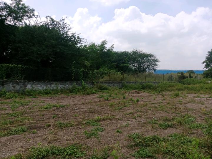 gold serene Main Image 1