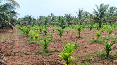 Image of 10000 Sq.ft Residential Plot / Land for sale in Konanakunte, Bengaluru for Rs. 45000000