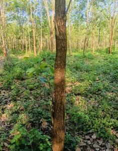 Image of 200 Sq.ft Residential Plot / Land for sale in Charan Sandal Gardens, Ravikamatham, Visakhapatnam for Rs. 700000