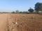 Vadner Dumala Main Image 1