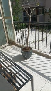 Balcony Image of 1400 Sq.ft 3 BHK Apartment / Flat for sale in DLF Ridgewood Estate, DLF Phase 4 Gurgaon for Rs. 31000000