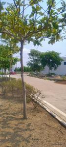 Image of 1500 Sq.ft Residential Plot / Land for sale in Bhilai Marshalling Yard, Charoda for Rs. 2550000