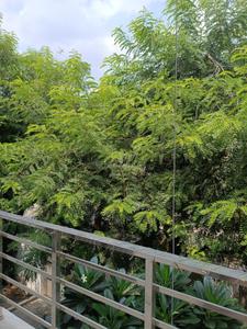 Balcony Image of 4900 Sq.ft 8 BHK Villa for rent in Sector 40 Noida for Rs. 300000