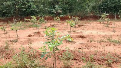 Image of 100 Sq.ft Residential Plot / Land for sale in Kothavalasa, Visakhapatnam for Rs. 650000