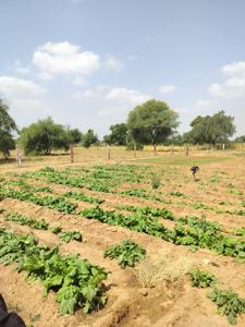 Image of 326041 Sq.ft Residential Plot / Land for sale in Mathania, Jodhpur for Rs. 48000000