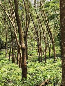 Image of 106722 Sq.ft Residential Plot / Land for sale in Vadakkencherry, Palakkad for Rs. 9824500