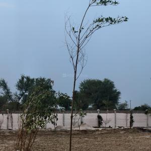 Image of 2160 Sq.ft Residential Plot / Land for sale in Kalwad Road, Jaipur for Rs. 1224000