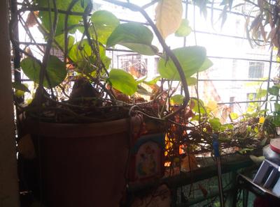 Balcony Image of 600 Sq.ft 1 BHK Apartment / Flat for rent in Warje Pune for Rs. 15000