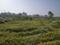 Sector 12 Plot View 2