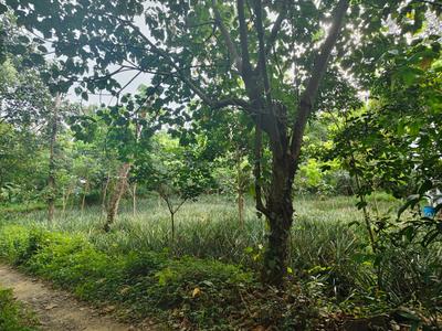 Image of 1214 Sq.ft Residential Plot / Land for sale in Kalamassery, Kochi for Rs. 8000000