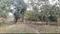 Mango Garden Main Image 1