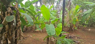 Cherpu Plot View 3