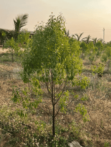 Image of 1300 Sq.ft Residential Plot / Land for sale in Rayachoti, Kadapa for Rs. 1010000