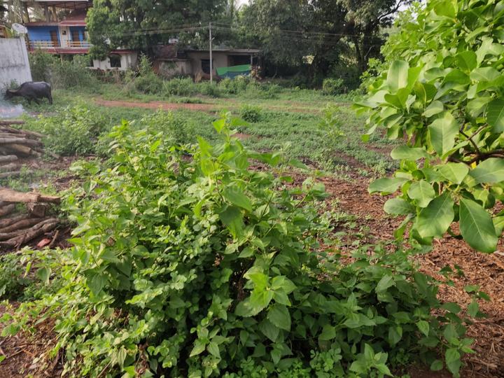 Residential 570 Sqft Plot for sale at Colvale, Goa Property ID 13582689