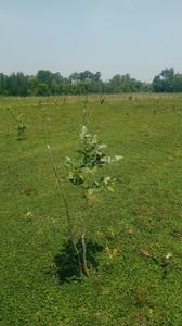 Image of 200 Sq.ft Residential Plot / Land for sale in Kothavalasa, Visakhapatnam for Rs. 1200000