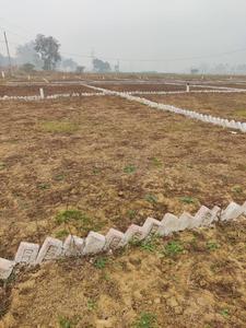 Bihta Plot View 3