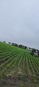 Image of 1000 Sq.ft Residential Plot / Land for sale in Panchderiya, Indore for Rs. 3500000