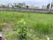New Market, West Tambaram Plot View 2