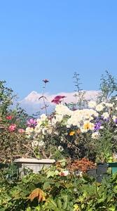 Image of 1550 Sq.ft 2 BHK Villa for sale in Vimoksha Valley III, Majkhali, Ranikhet for Rs. 12500000