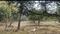Sarika Plot View 2