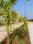 Devanahalli Plot View 2