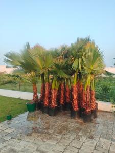 Image of 1000 Sq.ft Residential Plot / Land for sale in Amethi, Lucknow for Rs. 800000