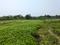 Sonargaon 2 Plot View 2