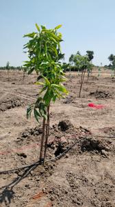 Image of 9600 Sq.ft Residential Plot / Land for sale in Chengalpattu, Chennai for Rs. 2400000