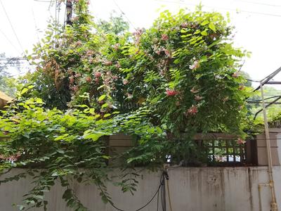 Balcony Image of 2100 Sq.ft 3 BHK Builder Floor for sale in Surya Nagar Ghaziabad for Rs. 25000000