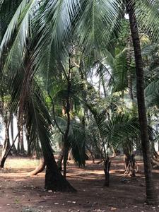 Image of 40000 Sq.ft Residential Plot / Land for sale in Bagmala, Alibag for Rs. 40000000