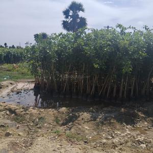 Image of 9600 Sq.ft Residential Plot / Land for sale in Chengalpattu, Chennai for Rs. 2400000