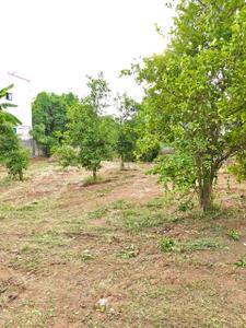 Residential Plot