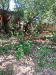 Image of 6000 Sq.ft Residential Plot / Land for sale in Neelankarai, Chennai for Rs. 100000000