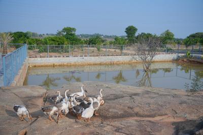 Image of 6000 Sq.ft Residential Plot / Land for sale in Muchatlahalli, Chikballapur District for Rs. 4200000