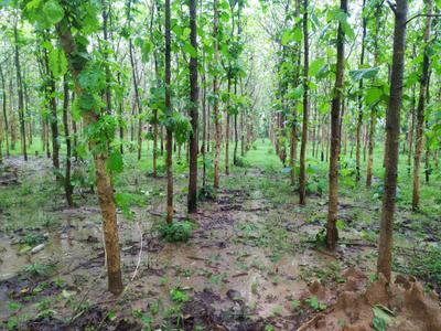 Image of 1944 Sq.ft Residential Plot / Land for sale in Pallakadiyam, Rajahmundry for Rs. 1458000