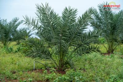 Image of 605 Sq.ft Residential Plot / Land for sale in Sampangi The Agri Fields, Narayankhed, Sangareddy for Rs. 650000