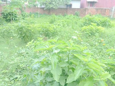 Madurdaha Plot View 3