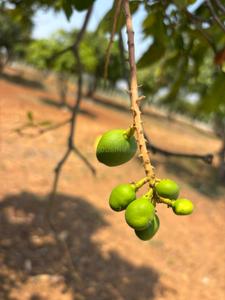 Image of 13613 Sq.ft Residential Plot / Land for sale in Kolar Town, Kolar for Rs. 8167800