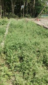 Lashkaripur Plot View 3