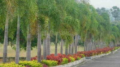 Image of 175 Sq.ft Residential Plot / Land for sale in Bhogapuram, Visakhapatnam for Rs. 4375000